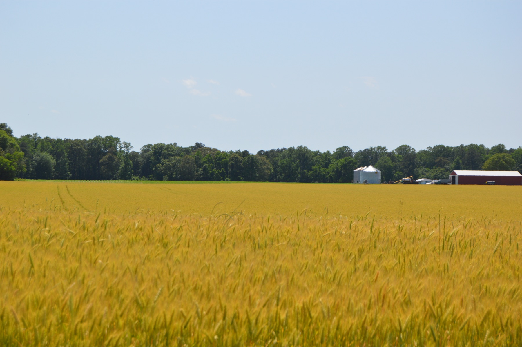 Golden wheat field at harvest